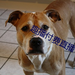 趣播付费直播 （加料）