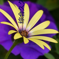 综合久久久(jiǔ)