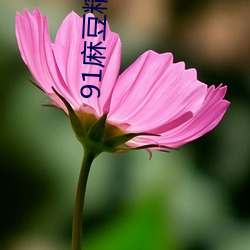 91麻豆精(精)东果冻天美传媒老狼最(最)新章(章)节(節)(明月夜色)