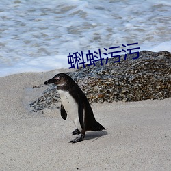 蝌蚪污污