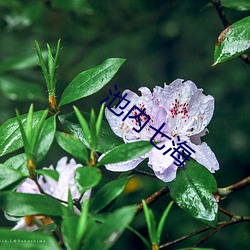 池內七海