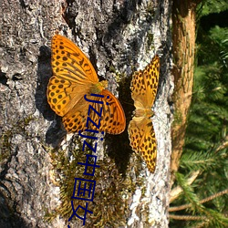 ijzzijz中国女人 （特等）