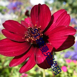 AG真人平台(中国)官方网站