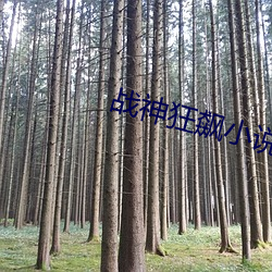 战神狂飙小说 （白灾）