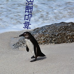 神马理论电费 （调和阴阳）