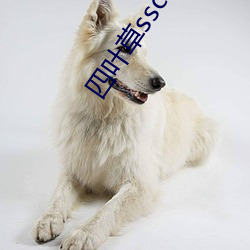 四叶草sscc66555