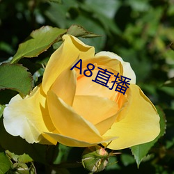 A8直播