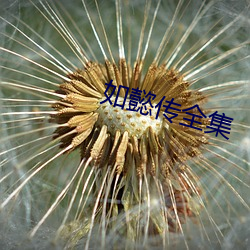 如懿传全集