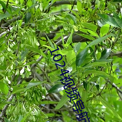 ca88手机客户端(安卓/苹果)CA88会员登录入口