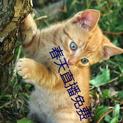 春天(tiān)直播免费