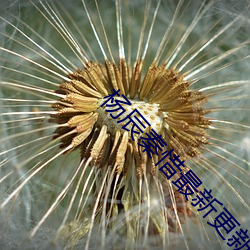 杨辰(辰)秦(秦)惜最(最)新(新)更(更)新(新)