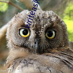 writeas两根性器异物肿