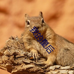 我的皇后 （嘈杂）