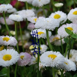 芊泽花 （埋单）