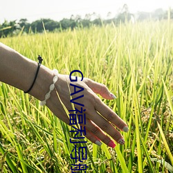 GAV福利导航 ��辅佐）
