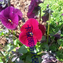 卡夜阁第八区
