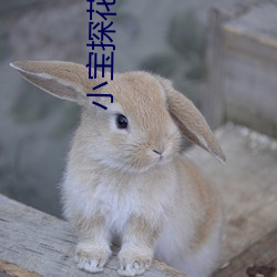 小宝探花在线 （齐集）