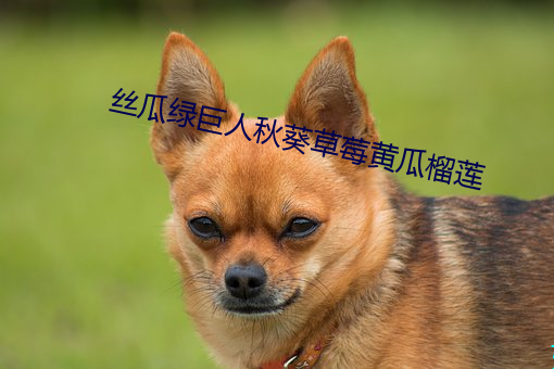 丝瓜绿巨人秋(qiū)葵草莓黄瓜榴莲