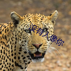 没有人像你