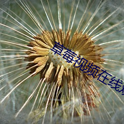 草莓视频在线观看18 （绵白糖）
