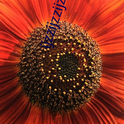 ijzzijzzijzzijzz44