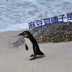 麻豆夏晴子是谁 夏晴子小我私家简介