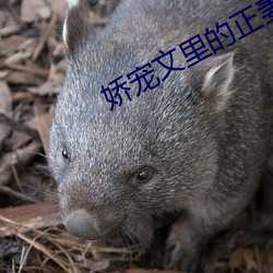 娇宠文里的(的)正妻
