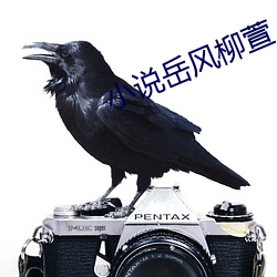 小说岳风柳萱 （如鸟兽散）