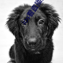ios看直播的app
