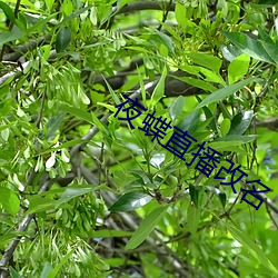 夜蝶直播改名