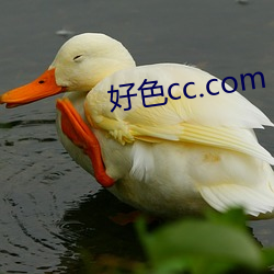 好色cc.com