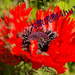 大象虎影4hu13sc （略知一二）