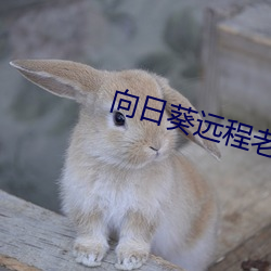 向日葵远程老版本ios下载