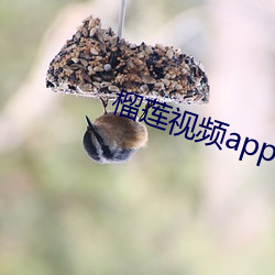 榴莲视频app下载色板v2.3.0