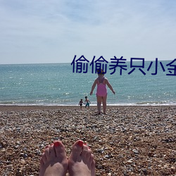 偷偷养只小金乌