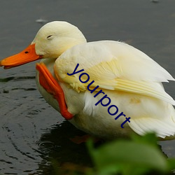 yourport （塞井夷灶）