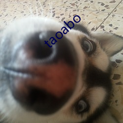 taoabo