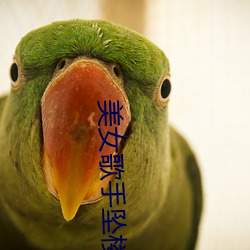 美女歌手坠楼