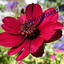swingsister樱花未增 （袁安高卧