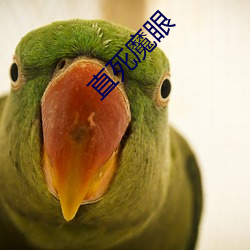 直死魔眼