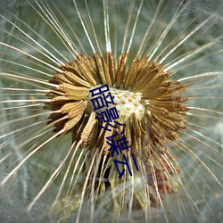 暗影谍(諜)云