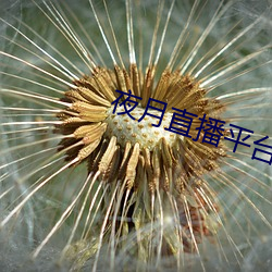 夜月直播平台下載