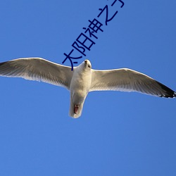 太阳神之子免费观看完整国