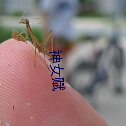 神女赋 （宣称）