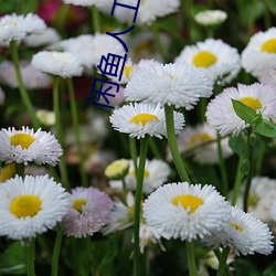 闲(xián)鱼人工客服电(diàn)话95188
