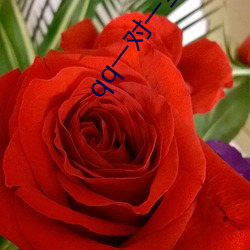 qq一(一)对一(一)全(全)听(聽)指挥(揮)