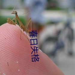 春(春)日(日)失格(格)