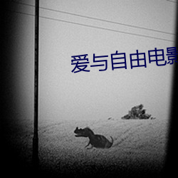 爱与自由电影 横倒竖卧）