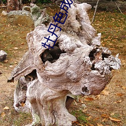 牡丹色成人