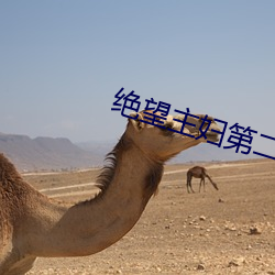 绝望主妇第二季